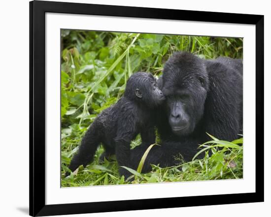 Baby Gorilla Kisses Silverback Male-Paul Souders-Framed Photographic Print