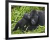 Baby Gorilla Kisses Silverback Male-Paul Souders-Framed Photographic Print