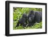 Baby Gorilla Kisses Silverback Male-null-Framed Photographic Print