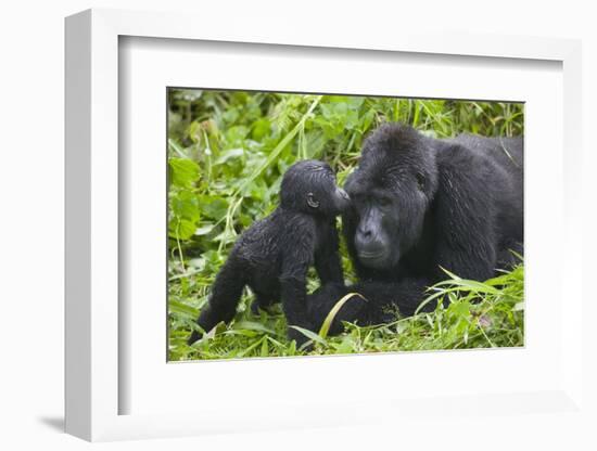 Baby Gorilla Kisses Silverback Male-null-Framed Photographic Print