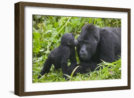 Baby Gorilla Kisses Silverback Male-null-Framed Photographic Print