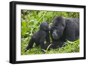 Baby Gorilla Kisses Silverback Male-null-Framed Photographic Print