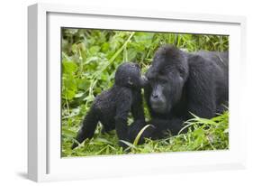 Baby Gorilla Kisses Silverback Male-null-Framed Photographic Print