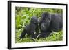 Baby Gorilla Kisses Silverback Male-null-Framed Photographic Print