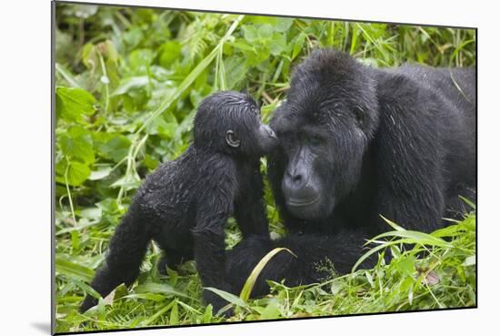 Baby Gorilla Kisses Silverback Male-null-Mounted Photographic Print