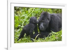 Baby Gorilla Kisses Silverback Male-null-Framed Photographic Print