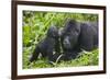 Baby Gorilla Kisses Silverback Male-null-Framed Photographic Print