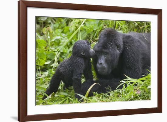 Baby Gorilla Kisses Silverback Male-null-Framed Photographic Print