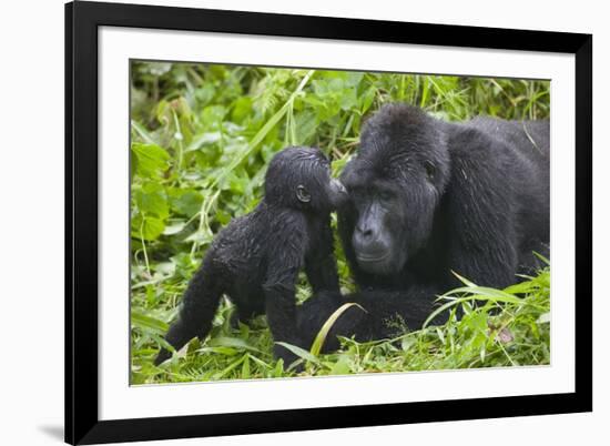 Baby Gorilla Kisses Silverback Male-null-Framed Photographic Print