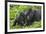 Baby Gorilla Kisses Silverback Male-null-Framed Photographic Print