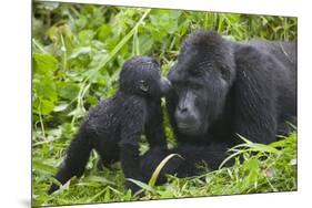 Baby Gorilla Kisses Silverback Male-null-Mounted Photographic Print