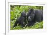 Baby Gorilla Kisses Silverback Male-null-Framed Photographic Print