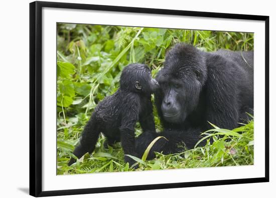 Baby Gorilla Kisses Silverback Male-null-Framed Photographic Print