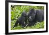 Baby Gorilla Kisses Silverback Male-null-Framed Photographic Print