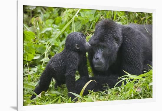 Baby Gorilla Kisses Silverback Male-null-Framed Photographic Print