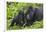 Baby Gorilla Kisses Silverback Male-null-Framed Photographic Print