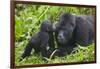 Baby Gorilla Kisses Silverback Male-null-Framed Photographic Print