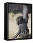 Baby Gorilla Sitting on Mother's Hand-null-Framed Stretched Canvas