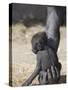 Baby Gorilla Sitting on Mother's Hand-null-Stretched Canvas