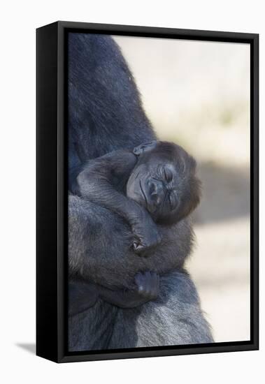 Baby Gorilla Sleeping in Mother's Arms-DLILLC-Framed Stretched Canvas