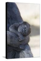 Baby Gorilla Sleeping in Mother's Arms-DLILLC-Stretched Canvas