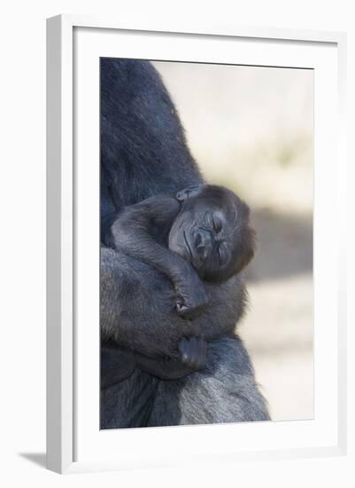 Baby Gorilla Sleeping in Mother's Arms-DLILLC-Framed Photographic Print