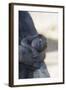 Baby Gorilla Sleeping in Mother's Arms-DLILLC-Framed Photographic Print