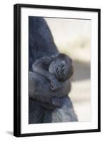 Baby Gorilla Sleeping in Mother's Arms-DLILLC-Framed Photographic Print