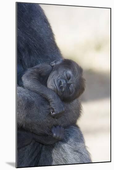 Baby Gorilla Sleeping in Mother's Arms-DLILLC-Mounted Photographic Print