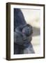 Baby Gorilla Sleeping in Mother's Arms-DLILLC-Framed Photographic Print