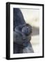 Baby Gorilla Sleeping in Mother's Arms-DLILLC-Framed Photographic Print