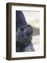 Baby Gorilla Sleeping in Mother's Arms-DLILLC-Framed Photographic Print