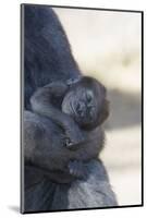 Baby Gorilla Sleeping in Mother's Arms-DLILLC-Mounted Photographic Print