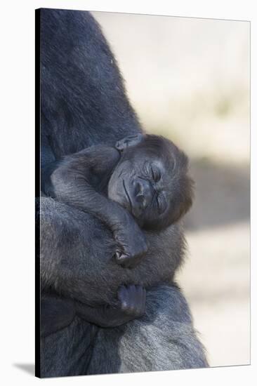 Baby Gorilla Sleeping in Mother's Arms-DLILLC-Stretched Canvas