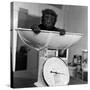 Baby Gorilla, Tips the Scales at 8Lbs 12Ozs 1976-Freddie Reed-Stretched Canvas