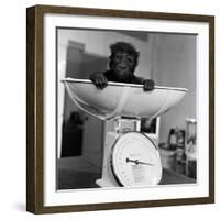 Baby Gorilla, Tips the Scales at 8Lbs 12Ozs 1976-Freddie Reed-Framed Photographic Print