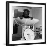 Baby Gorilla, Tips the Scales at 8Lbs 12Ozs 1976-Freddie Reed-Framed Photographic Print