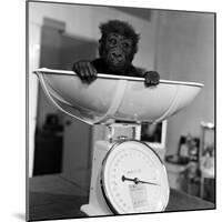 Baby Gorilla, Tips the Scales at 8Lbs 12Ozs 1976-Freddie Reed-Mounted Photographic Print
