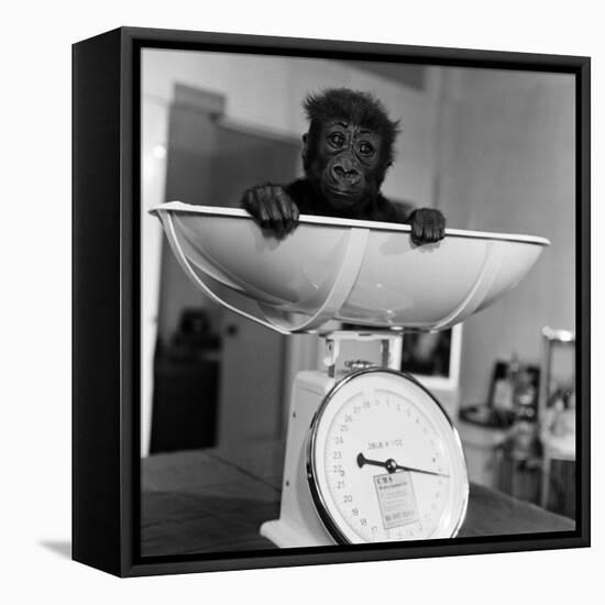 Baby Gorilla, Tips the Scales at 8Lbs 12Ozs 1976-Freddie Reed-Framed Stretched Canvas