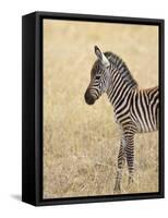 Baby Grant's Zebra, Masai Mara National Reserve, Kenya, East Africa-James Hager-Framed Stretched Canvas