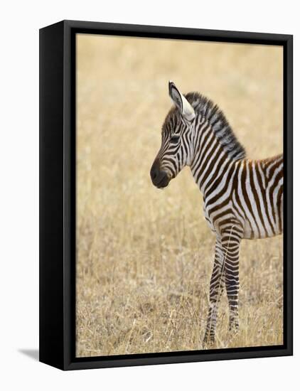 Baby Grant's Zebra, Masai Mara National Reserve, Kenya, East Africa-James Hager-Framed Stretched Canvas