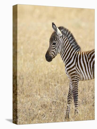 Baby Grant's Zebra, Masai Mara National Reserve, Kenya, East Africa-James Hager-Stretched Canvas