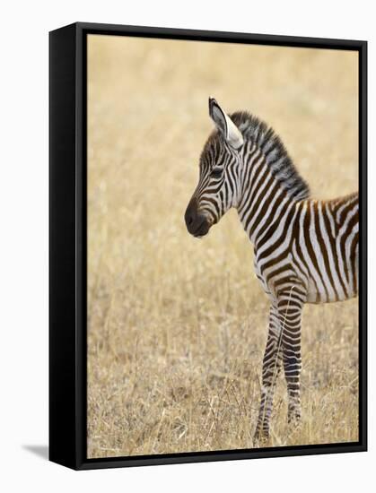 Baby Grant's Zebra, Masai Mara National Reserve, Kenya, East Africa-James Hager-Framed Stretched Canvas