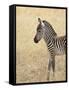 Baby Grant's Zebra, Masai Mara National Reserve, Kenya, East Africa-James Hager-Framed Stretched Canvas