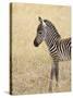 Baby Grant's Zebra, Masai Mara National Reserve, Kenya, East Africa-James Hager-Stretched Canvas