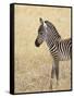 Baby Grant's Zebra, Masai Mara National Reserve, Kenya, East Africa-James Hager-Framed Stretched Canvas