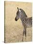 Baby Grant's Zebra, Masai Mara National Reserve, Kenya, East Africa-James Hager-Stretched Canvas