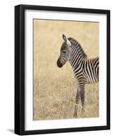 Baby Grant's Zebra, Masai Mara National Reserve, Kenya, East Africa-James Hager-Framed Photographic Print