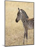 Baby Grant's Zebra, Masai Mara National Reserve, Kenya, East Africa-James Hager-Mounted Photographic Print