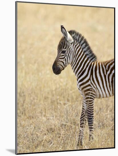 Baby Grant's Zebra, Masai Mara National Reserve, Kenya, East Africa-James Hager-Mounted Photographic Print